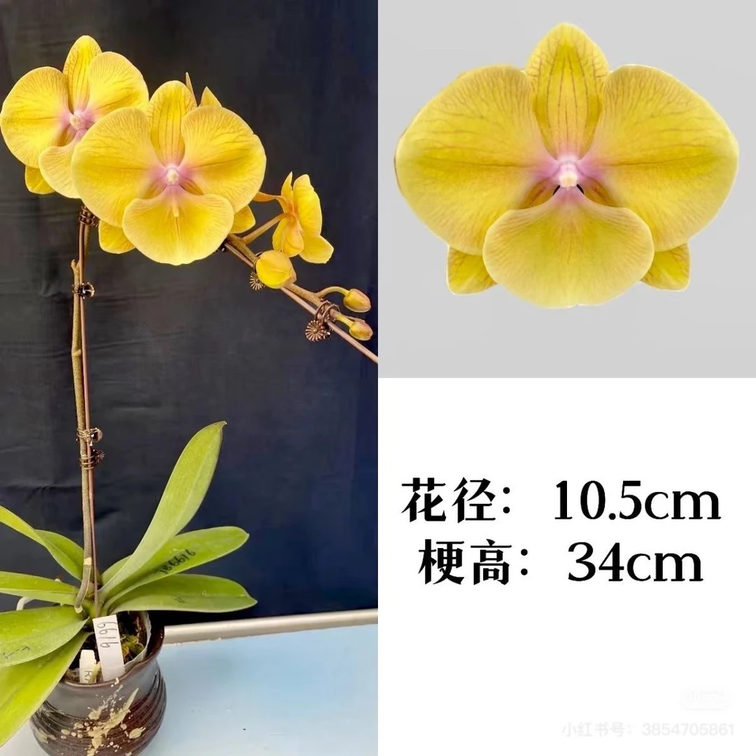 黄金满堂蝴蝶兰1.7寸杯宝宝苗中大花脉络粉紫色舌头又大又圆正品
