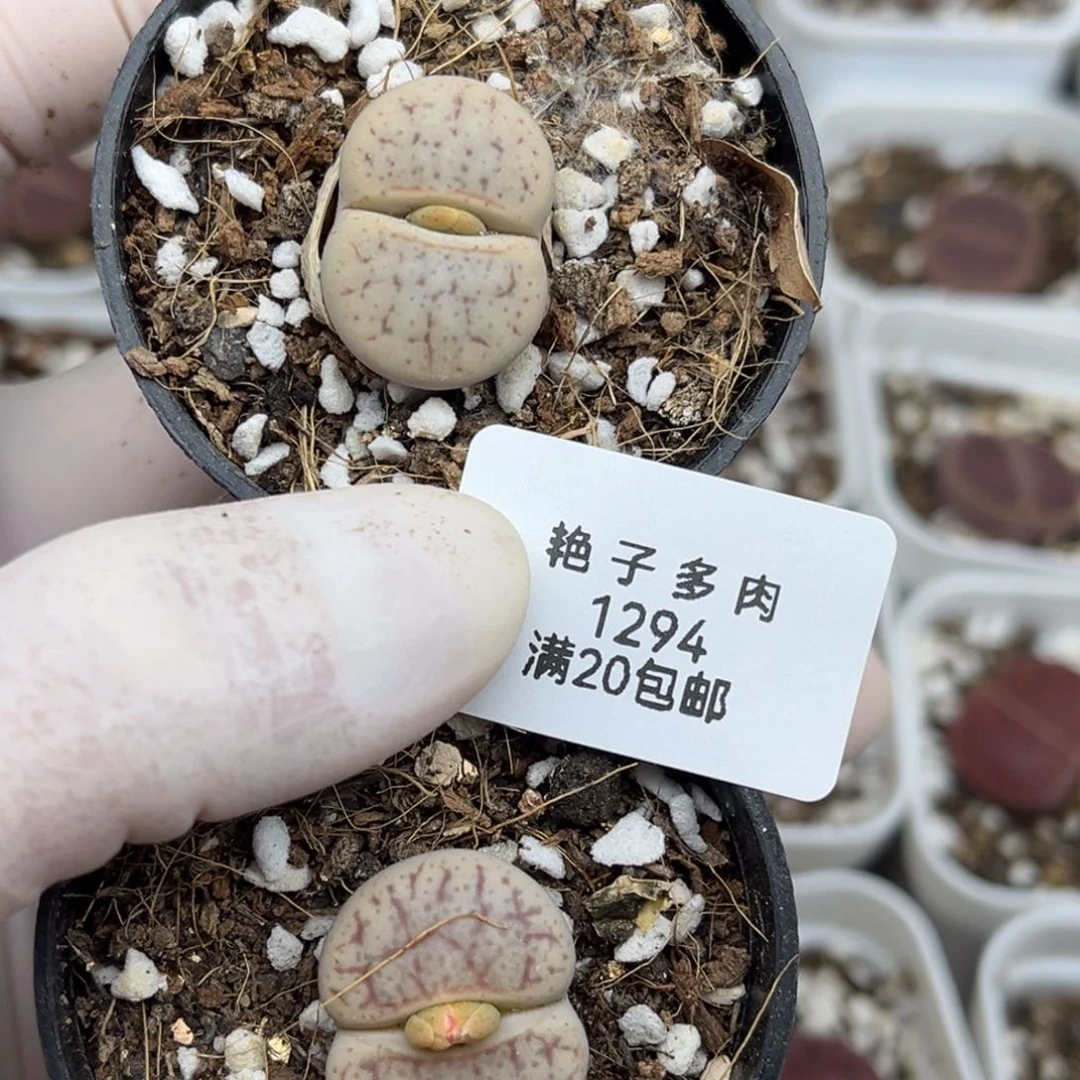 1294号两颗马上开花的曲玉