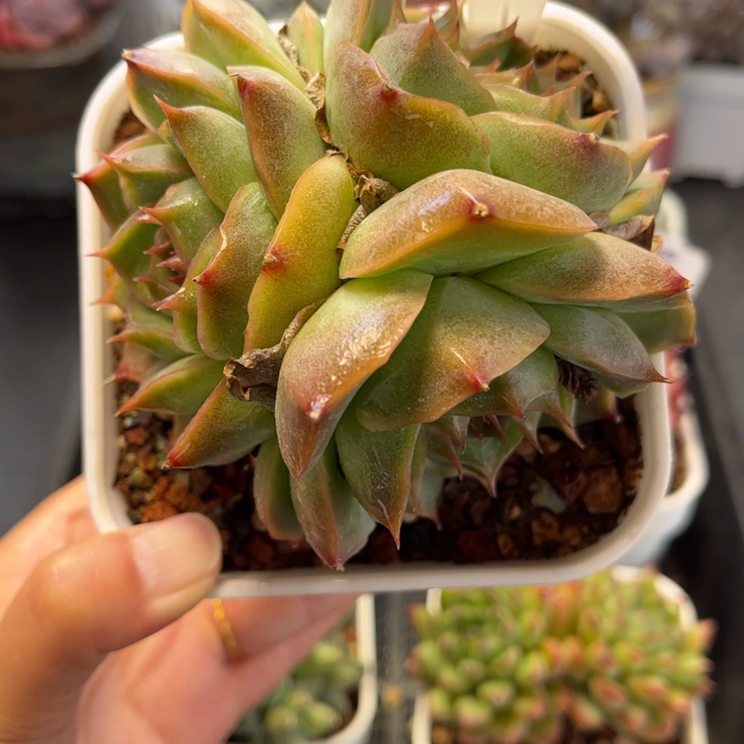 2904 满30包邮天冷地区必拍保温箱