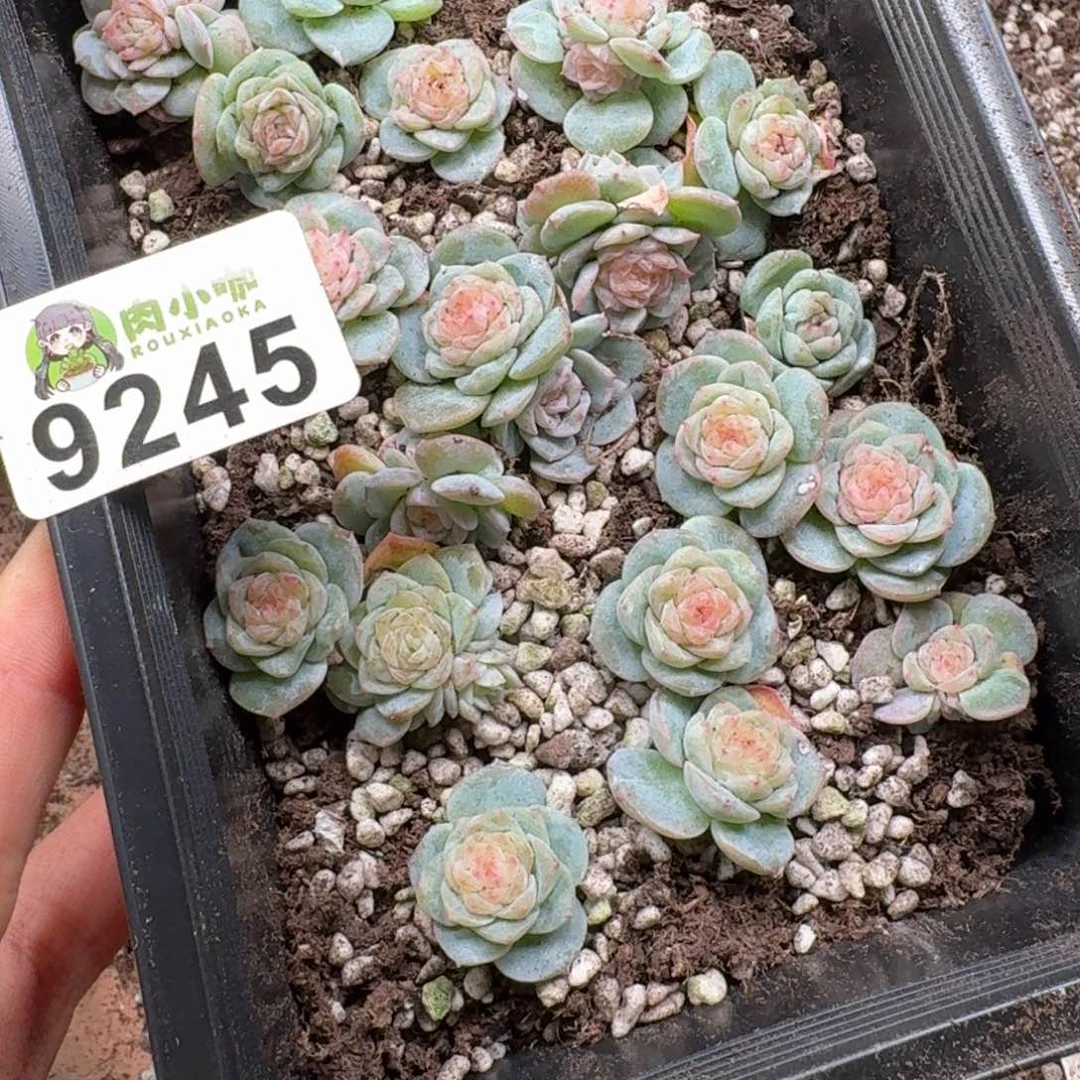 浅***浅多肉植物多肉植物