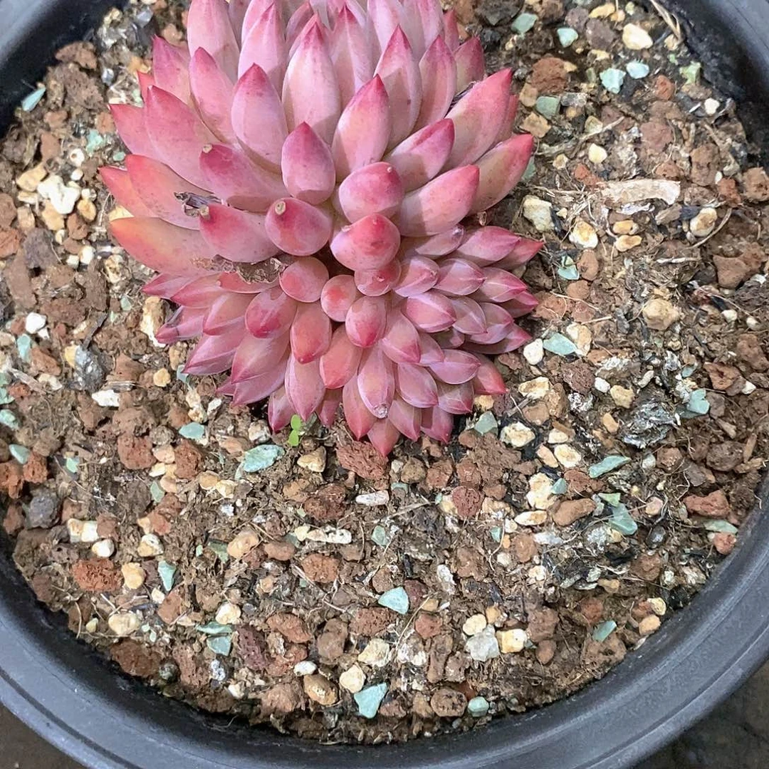 (***寻虞美人多肉植物老桩