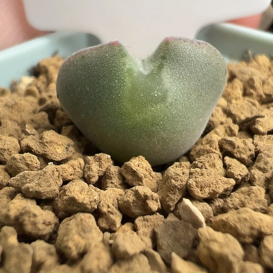 大眼睛小体开播福利2年半