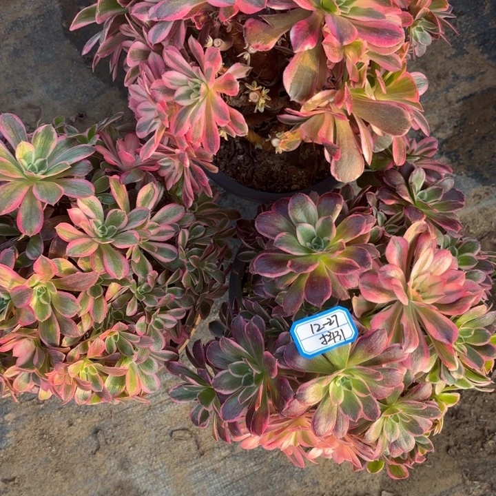 三颗有砍母本不包损31