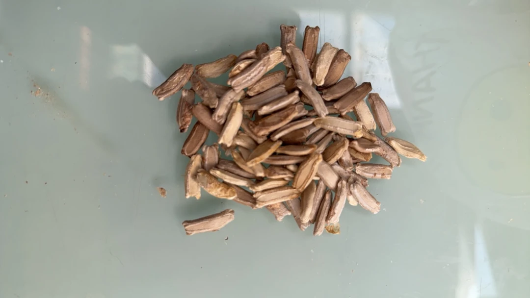 三庭葫芦种子30米30粒