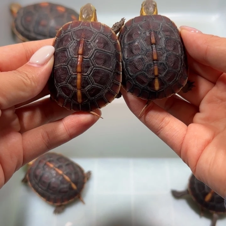 十***卌宠物龟公母搭配安缘