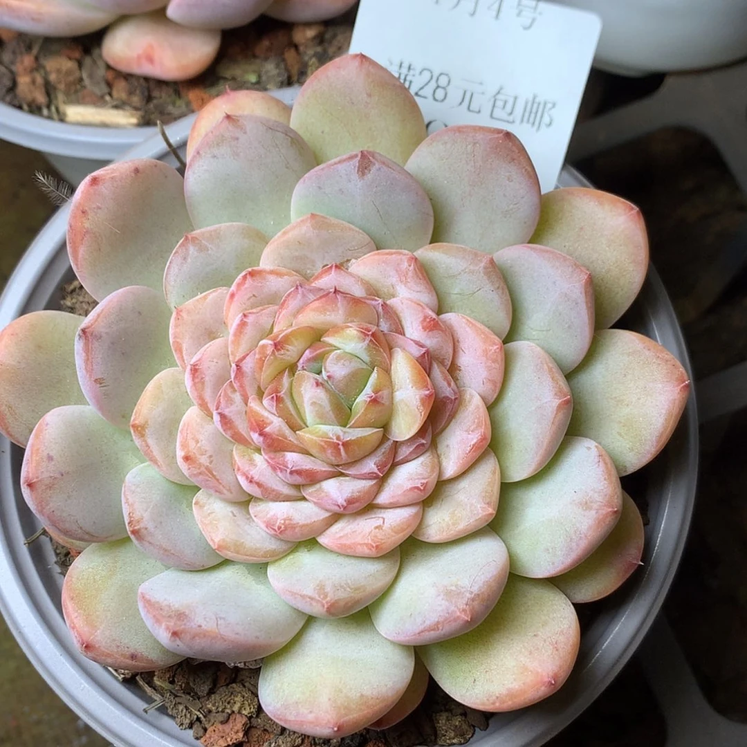 【闪购商品】云1022号