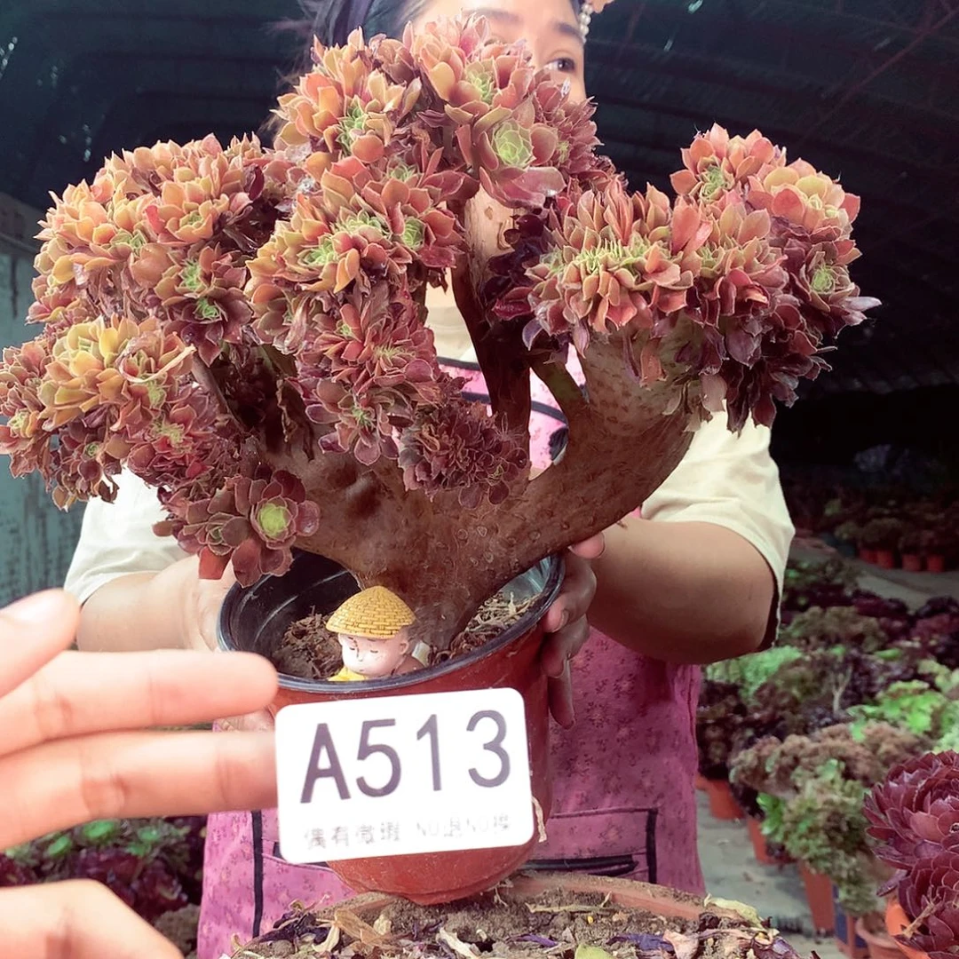 无花朵柒哥多肉法师不包侧断枝513