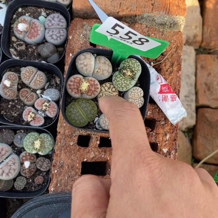 肥***咩生石花等植物的558