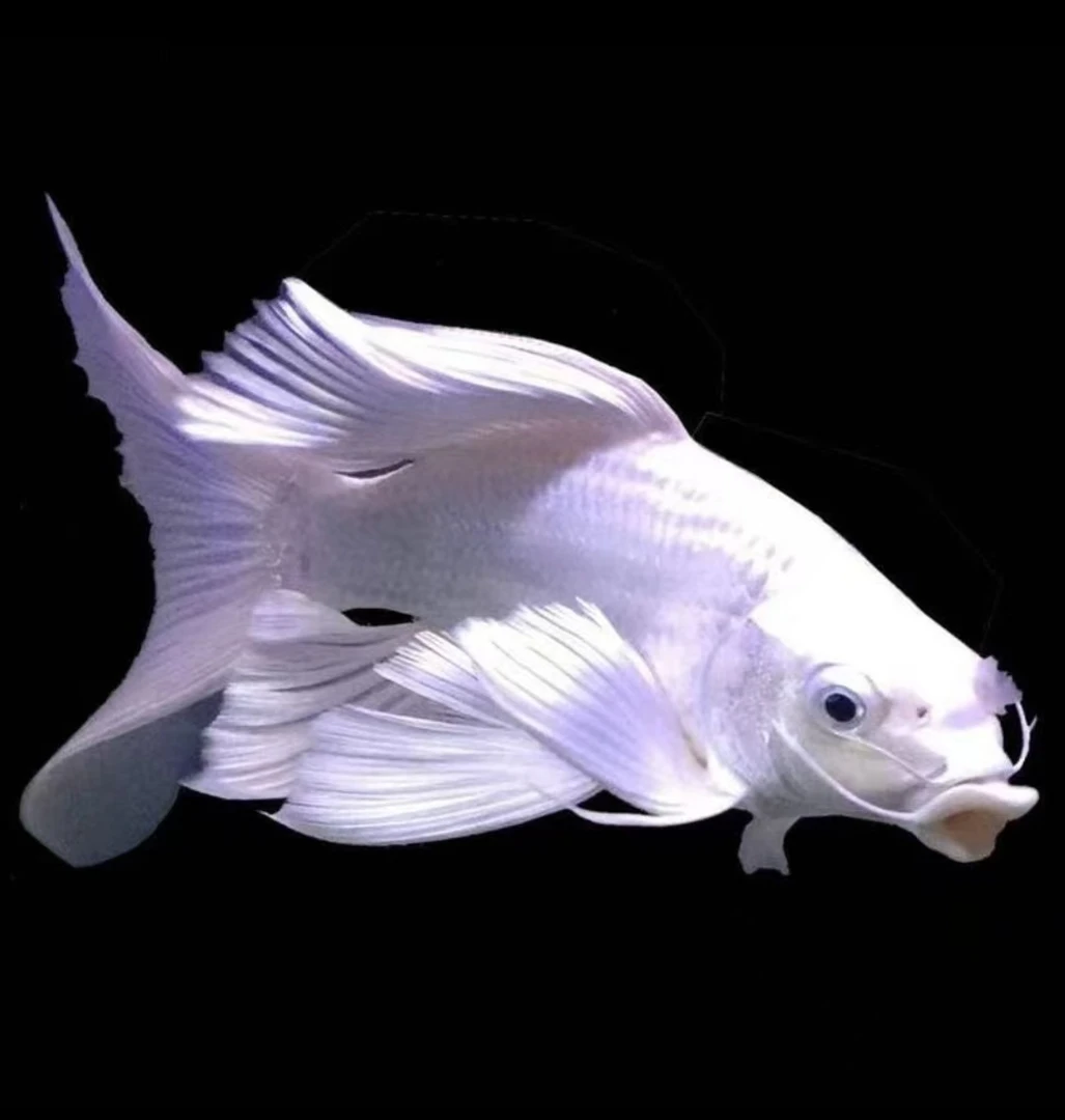 全家福蝴蝶鲤系列 红 白 黑 彩  多色