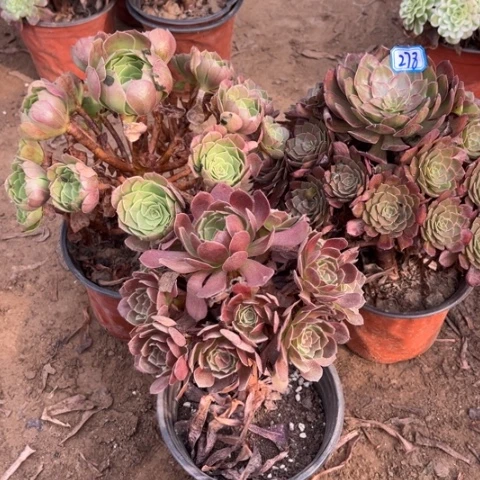 278多肉植物组合,