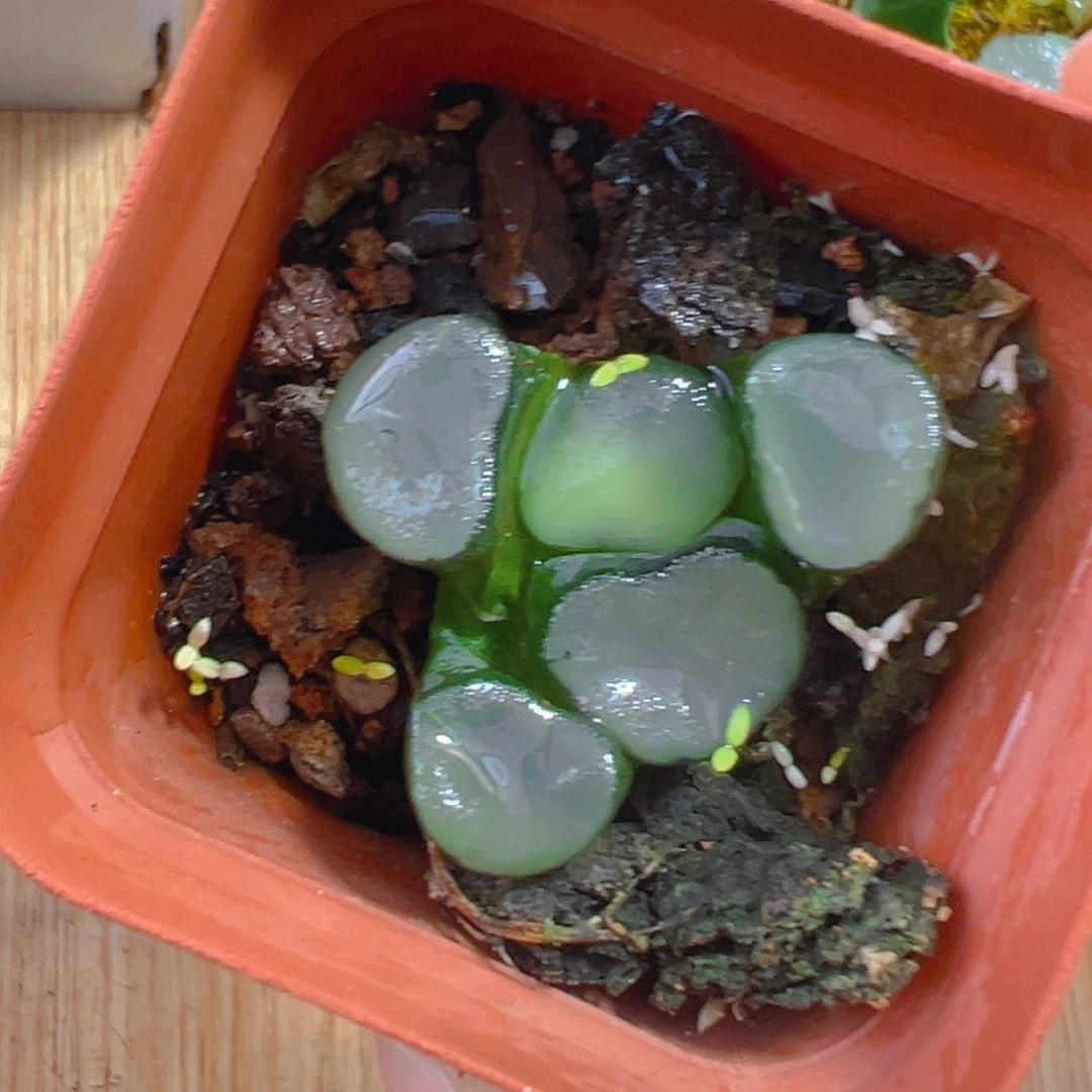 空门万象多肉多肉1