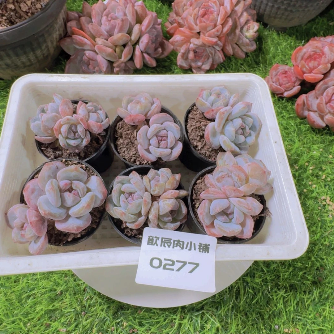 多肉植物石榴籽6颗0277