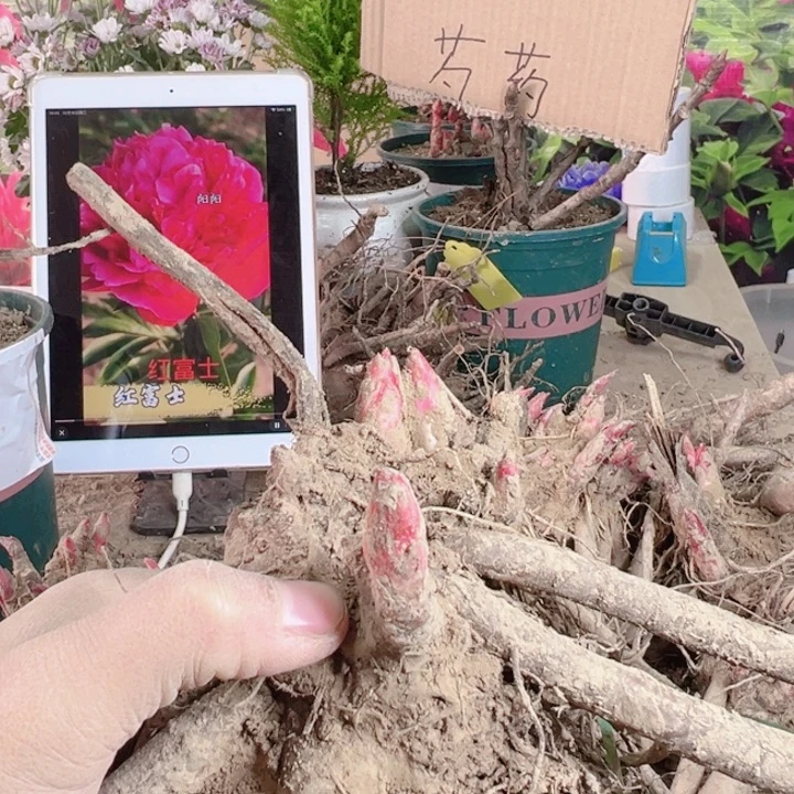 完全开放小丑芍药