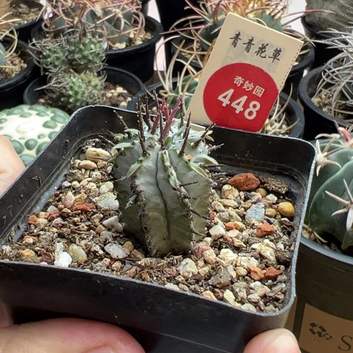 实生强刺白衣魁伟玉一棵仙人球