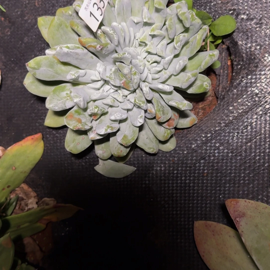 仙女杯多肉植物杂交