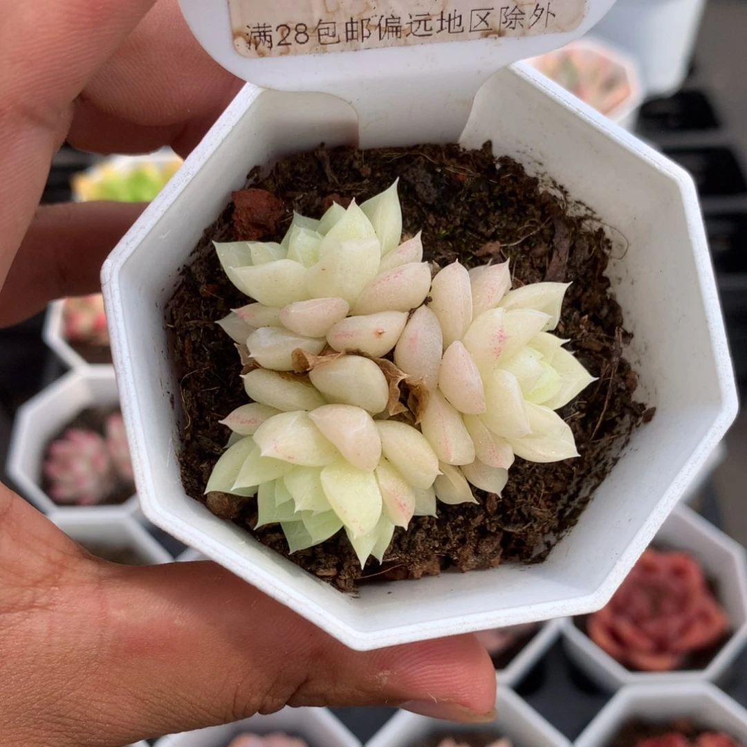168白天鹅4.5厘米