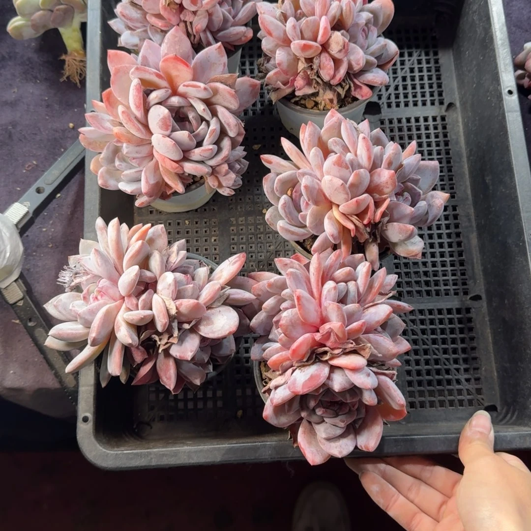 芒***朵星影6颗一起一物一拍无砍39