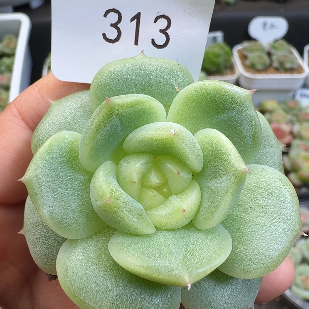 一物一拍一物一拍918-313
