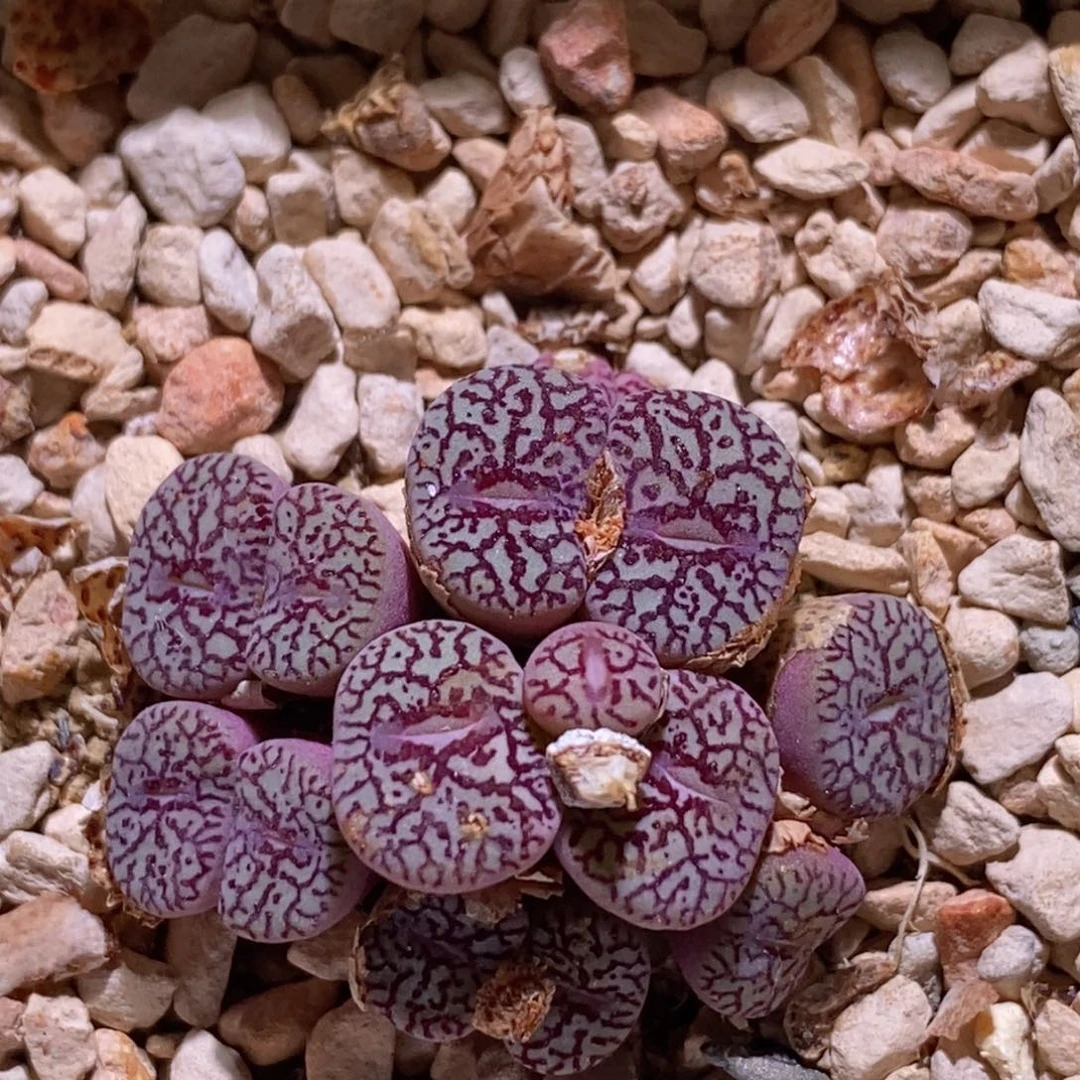 福利一颗714超墨好看好看