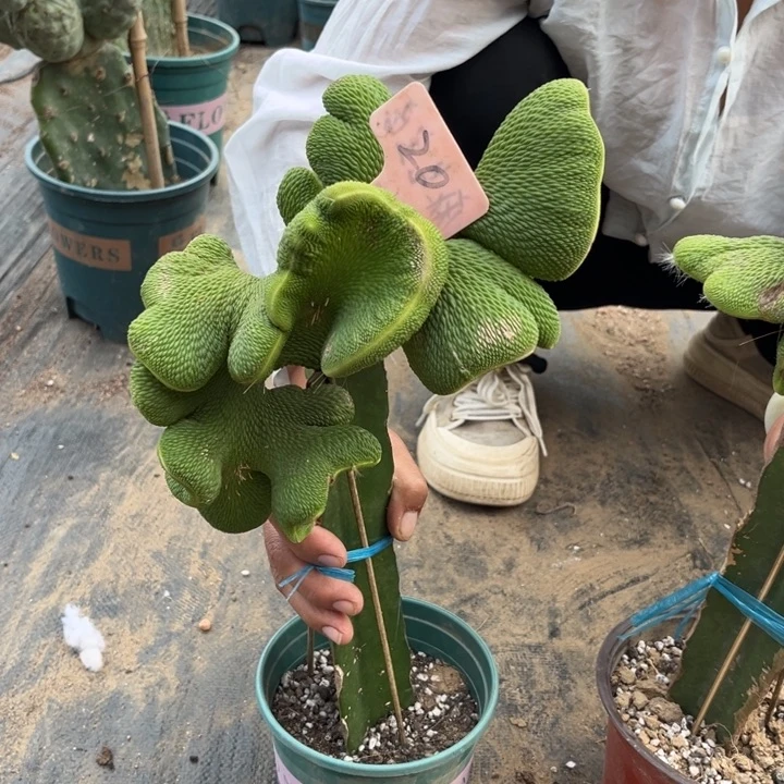 展***5青蛇缀化无售后20号