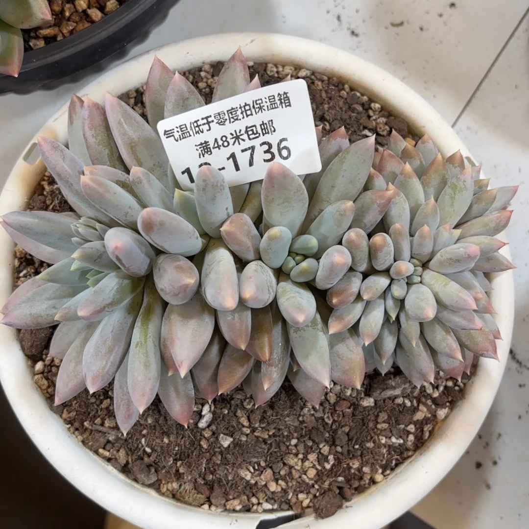 1736哥特萝莉缀多肉植物
