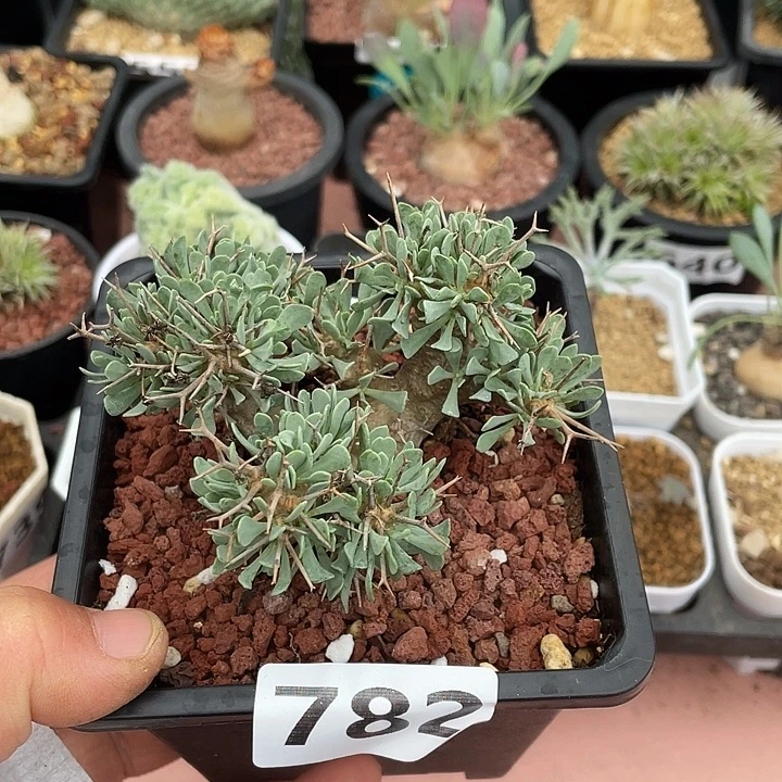 782黑鬼殿厚墩菊块根