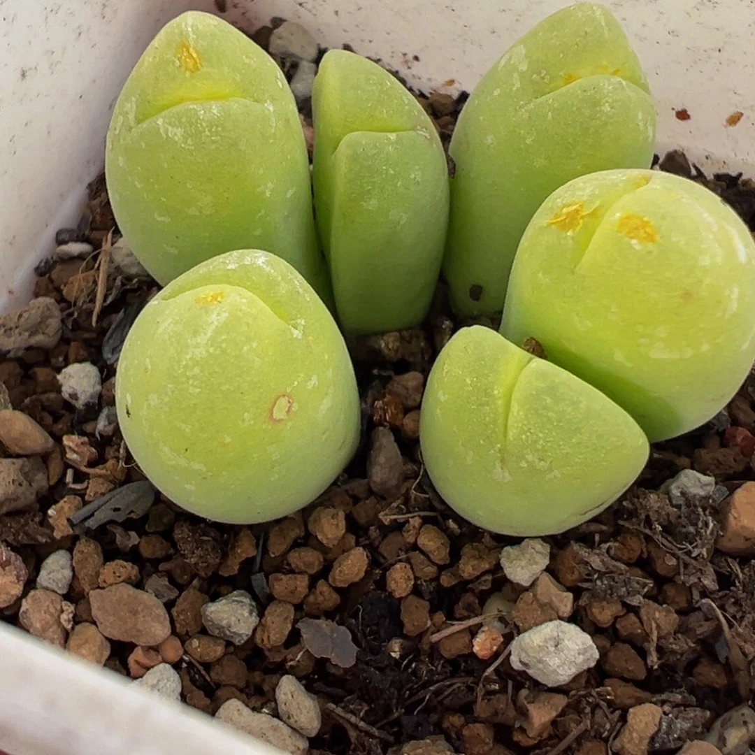 15多肉植物种类多样