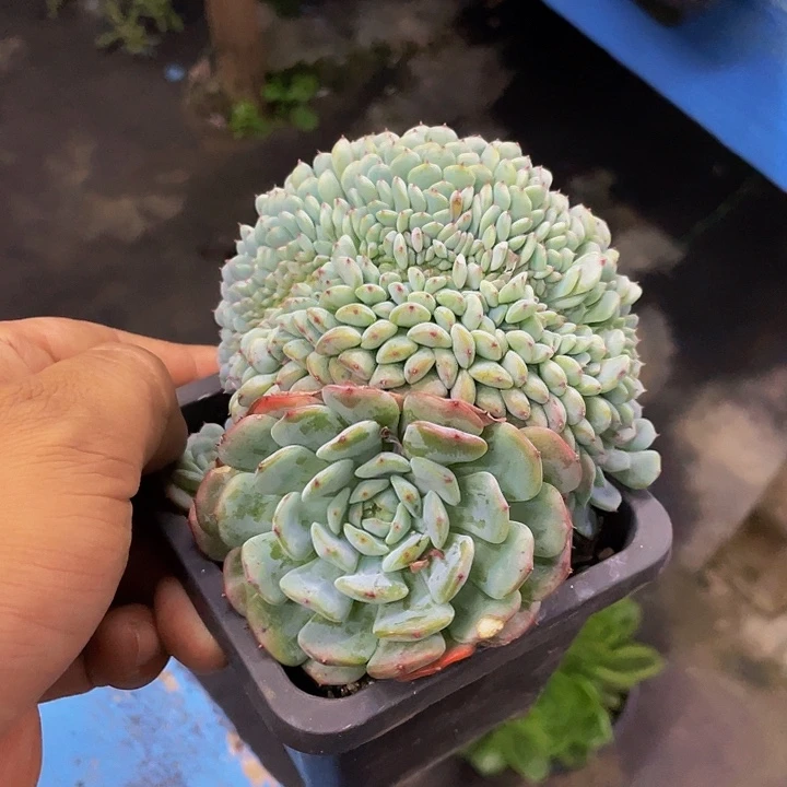 白胖缀化哦哦哦哦