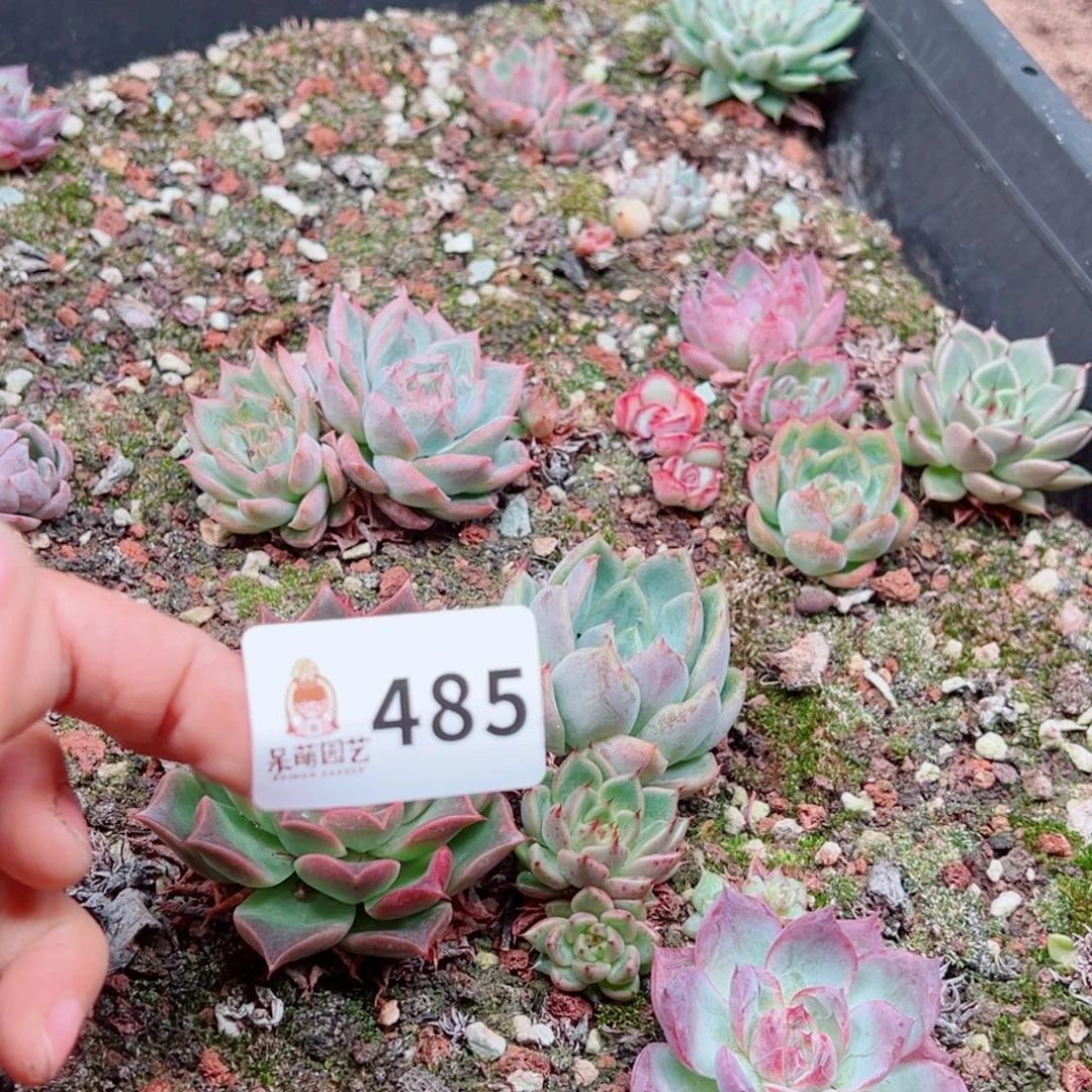 多肉植物多肉植物