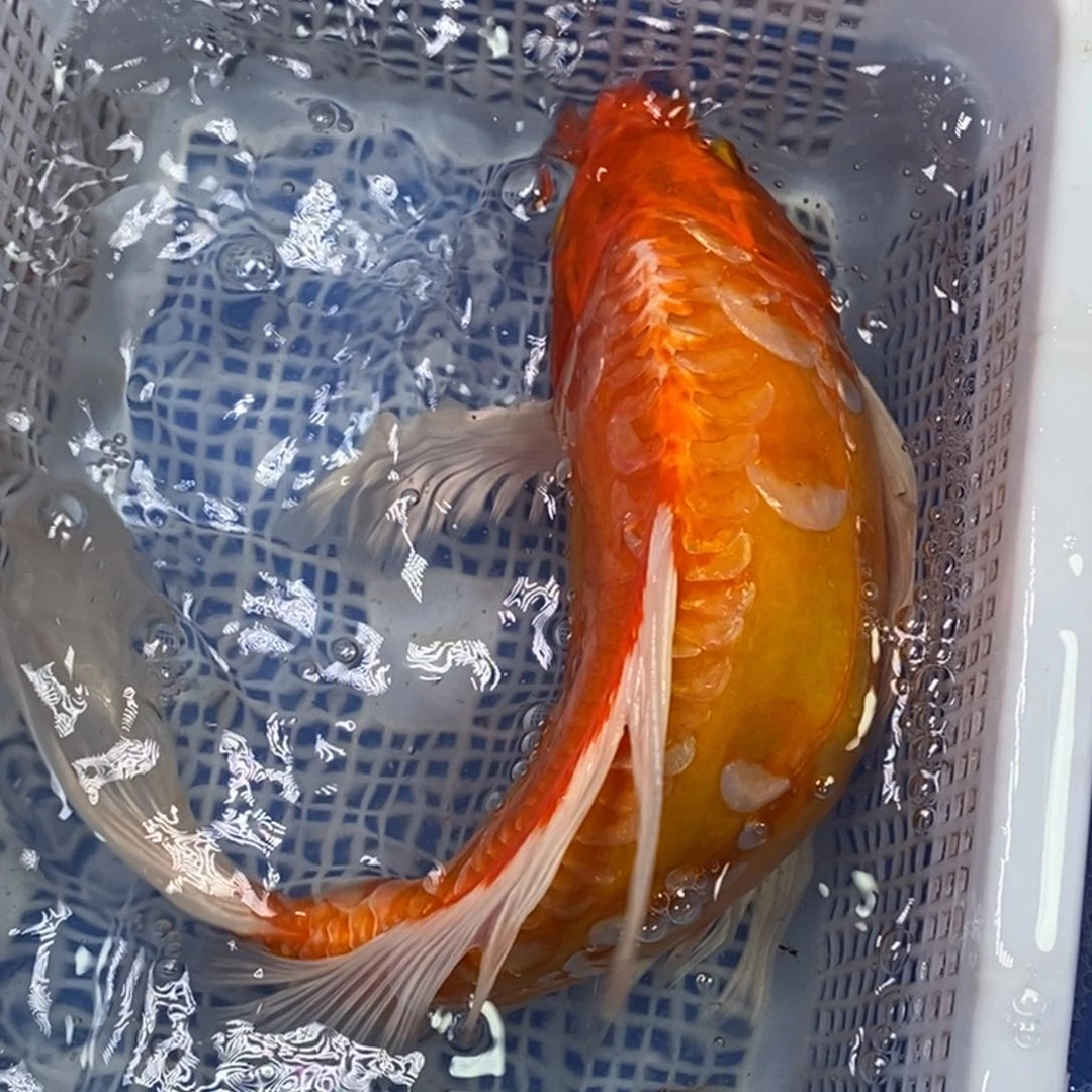 锦鲤冷水锦鲤包邮