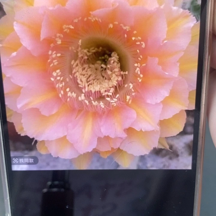 香香529号侧芽2公分左右