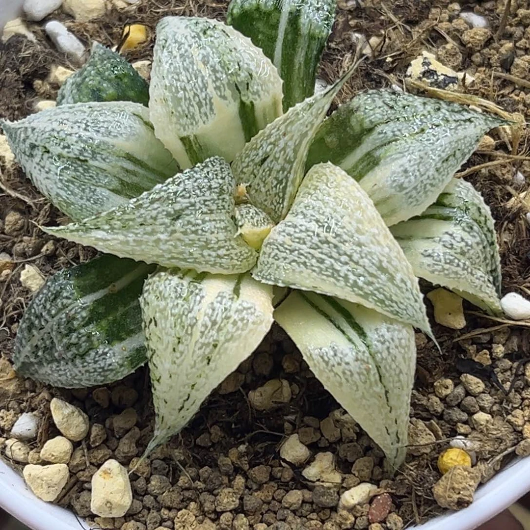 44仙女座锦青蟹头家多肉十二卷