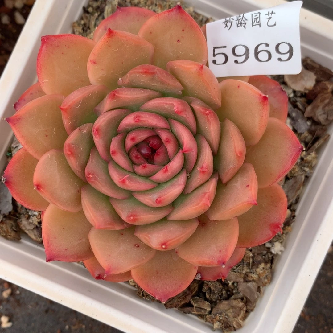 5969杂交多肉老桩