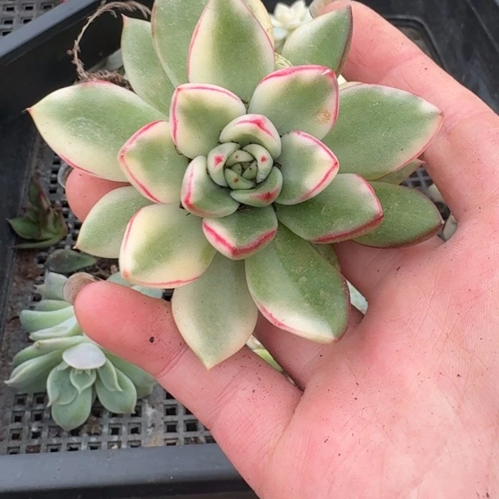 雪花和牛一物一拍