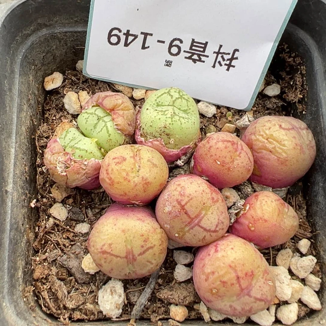 9-149肉锥多肉植物，
