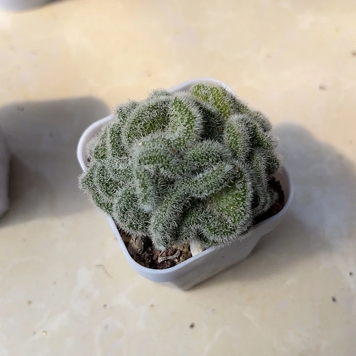 无花朵白莎女王缀化仙人球