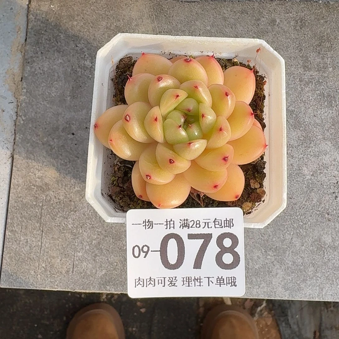 莱拉无盆土发货无盆