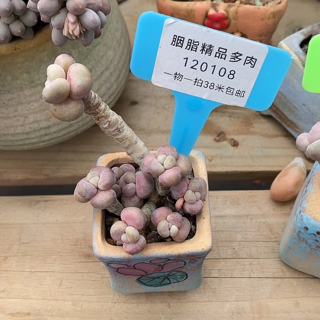 108哦哦莉莉了姐姐了哦咯