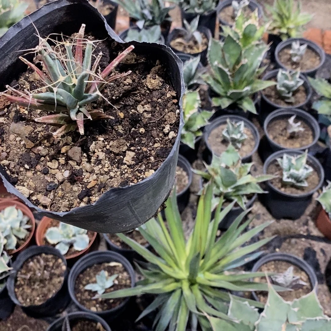 光山8-10公分一颗