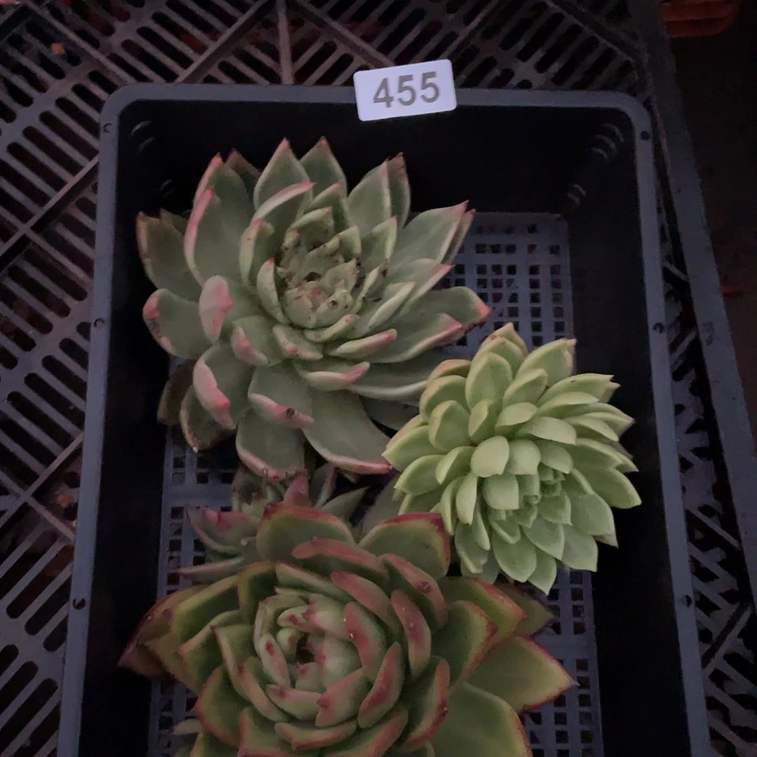 若如东云组片455