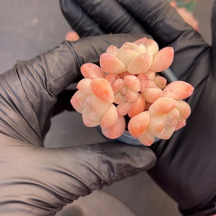 3551，五头冰玉带盆发