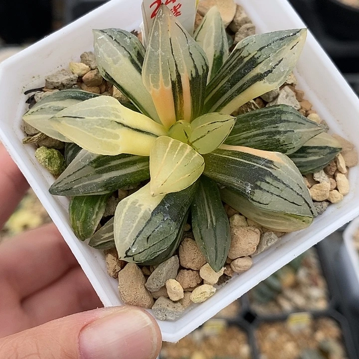 248西瓜寿锦一物一拍