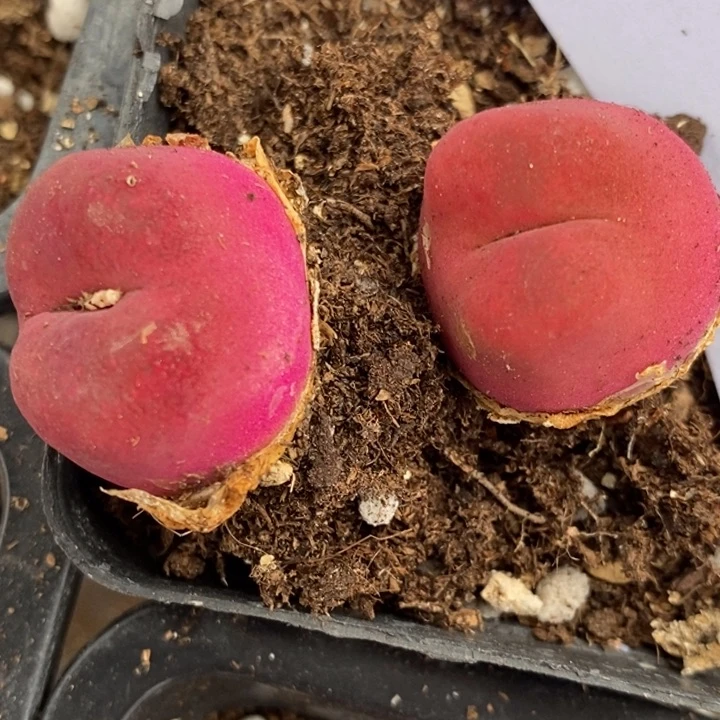 7113两颗一组一组