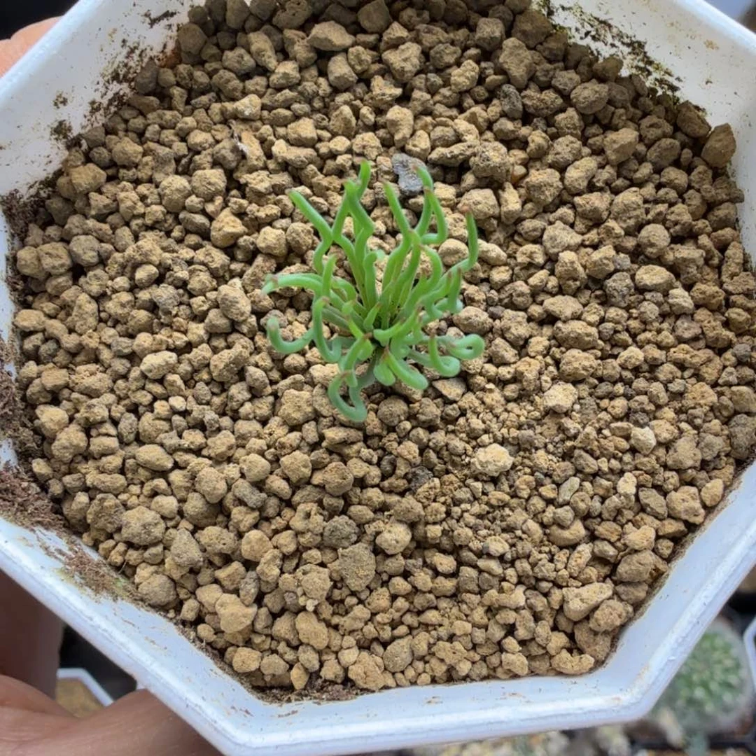 方便面弹簧草077仙人掌