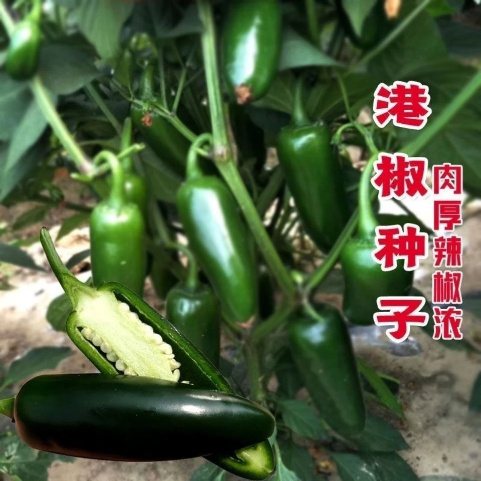 45吉祥港椒属中熟品种长势旺盛抗病强果实炮弹型辣味强
