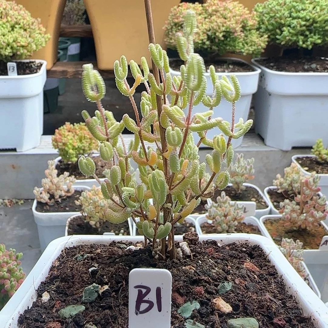 梦****魂冰糖锦枝干专拍。。