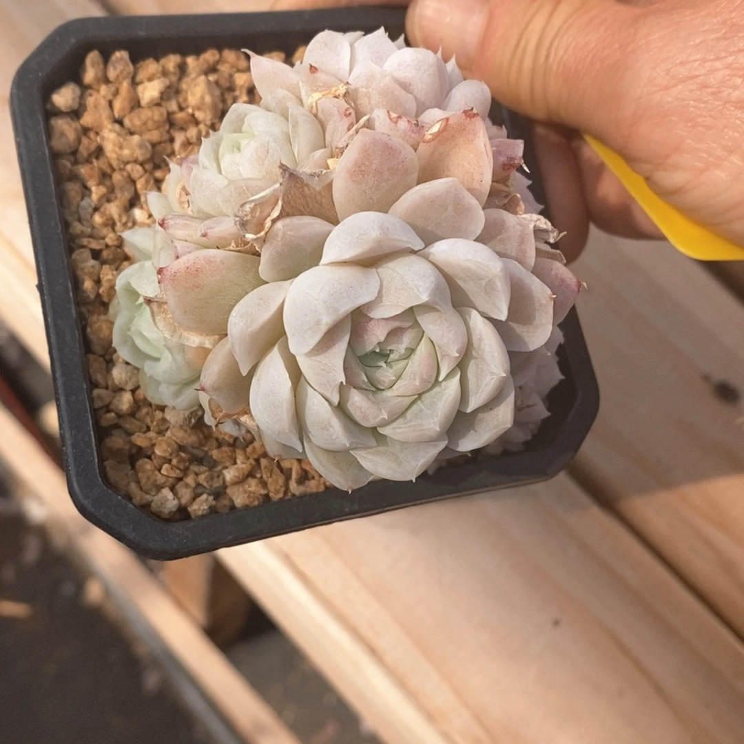 精品多肉一物一拍不包整82