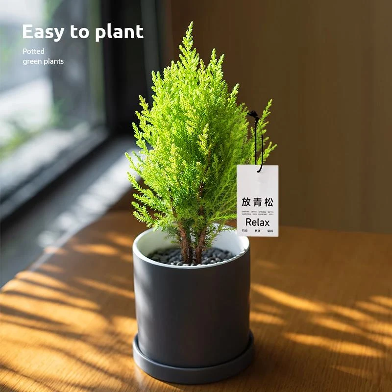 【放轻松】小香松圣诞树绿植柏树办公桌面植物盆栽节日礼品送礼物