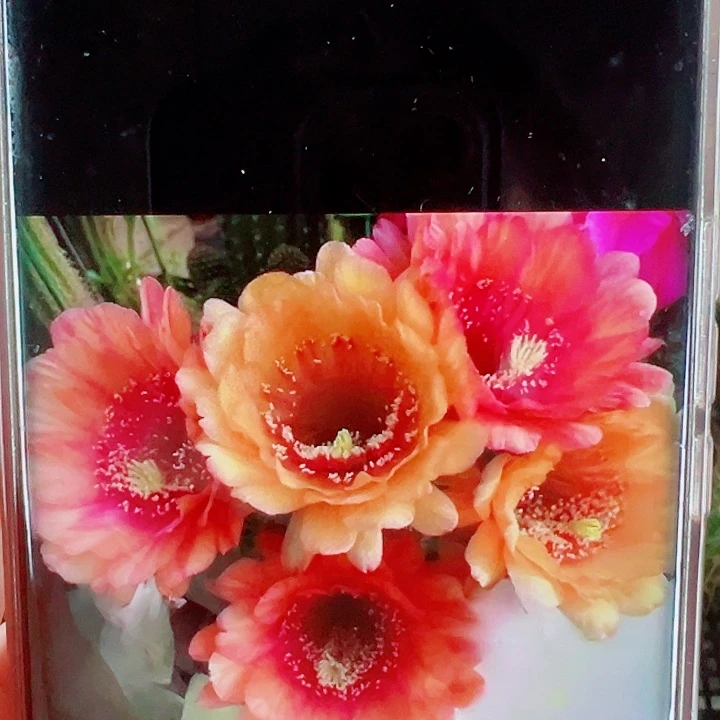 毛花柱橙宝石侧芽拍一发二