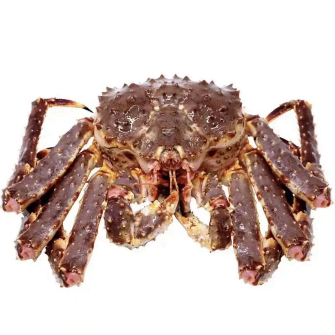 Dw蟹蟹 模X 1只装